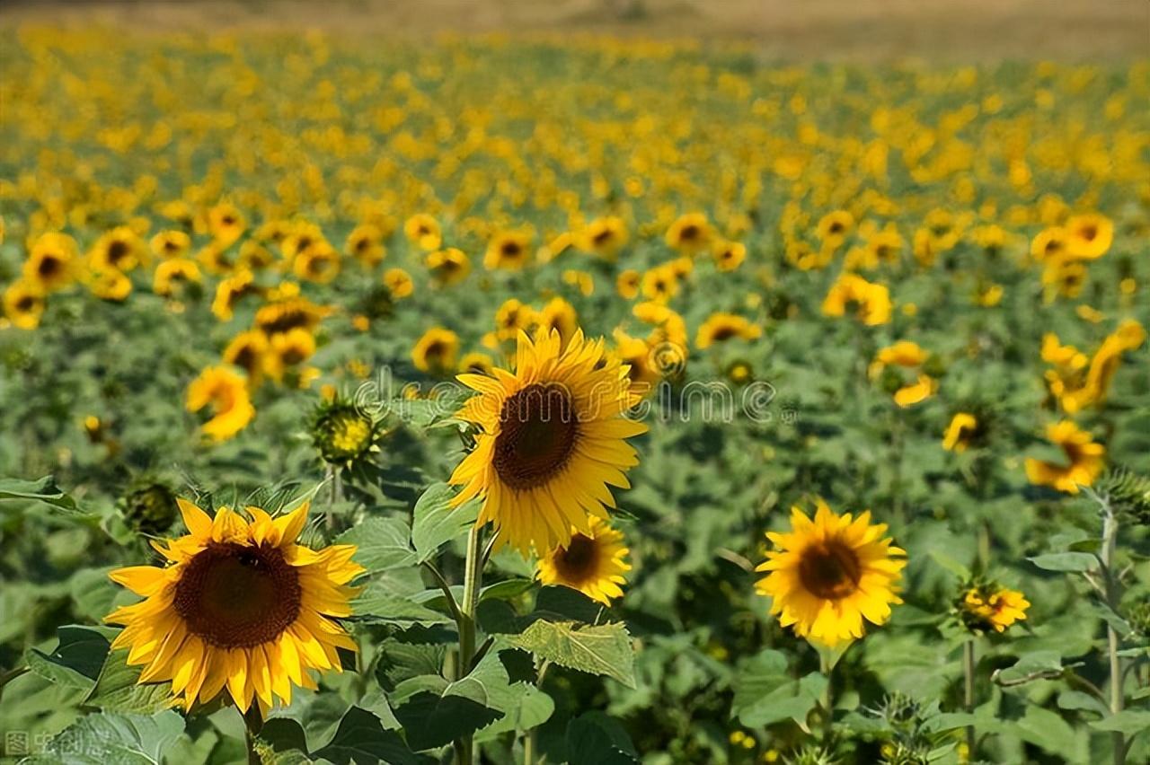 描写向日葵的优美句子(图3)