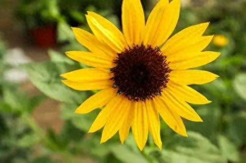 向日葵的唯美短句：向日葵之恋，绽放真爱的美丽(图1)