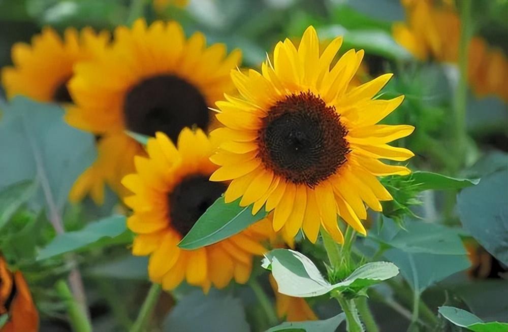 向日葵的唯美短句：向日葵之恋，绽放真爱的美丽(图5)