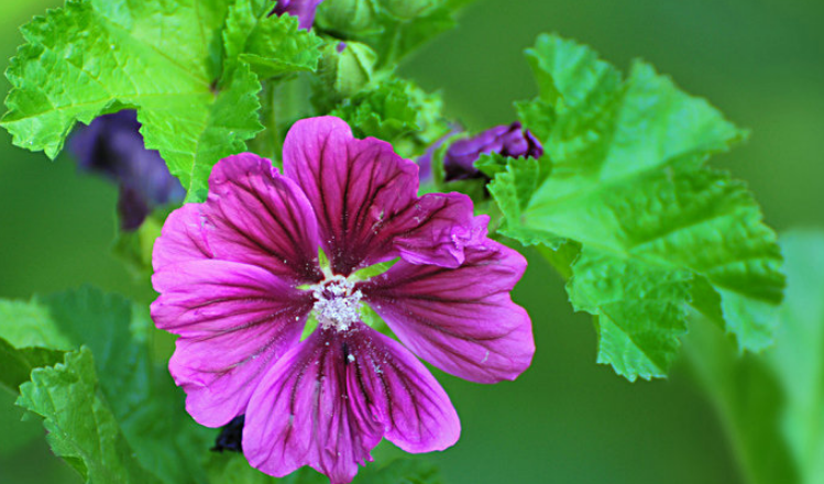 「诗词鉴赏」古诗里的葵花，永远保持向上的姿态，就像坚强的你(图3)
