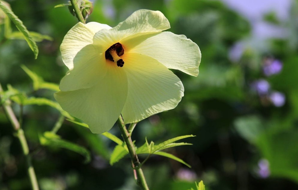 「诗词鉴赏」古诗里的葵花，永远保持向上的姿态，就像坚强的你(图5)