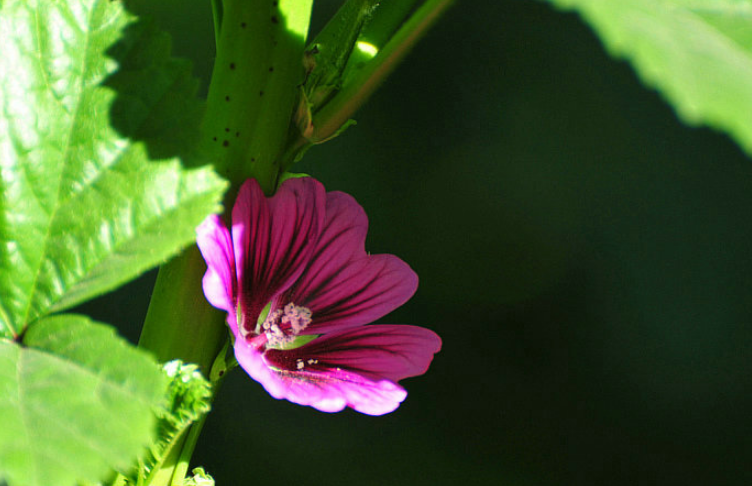 「诗词鉴赏」古诗里的葵花，永远保持向上的姿态，就像坚强的你(图7)