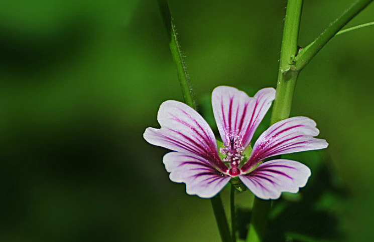 「诗词鉴赏」古诗里的葵花，永远保持向上的姿态，就像坚强的你(图11)