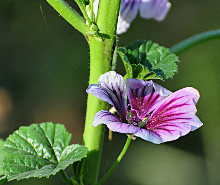 「诗词鉴赏」古诗里的葵花，永远保持向上的姿态，就像坚强的你(图13)