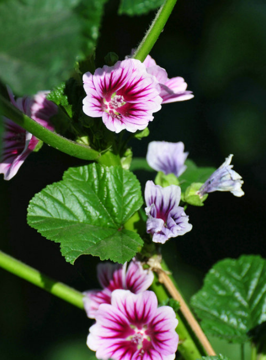 「诗词鉴赏」古诗里的葵花，永远保持向上的姿态，就像坚强的你(图15)