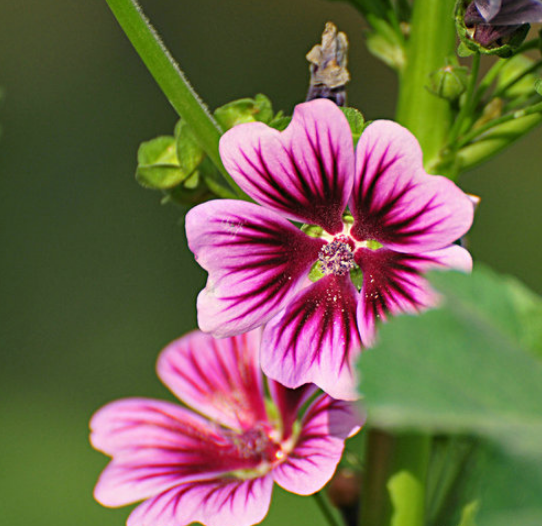 「诗词鉴赏」古诗里的葵花，永远保持向上的姿态，就像坚强的你(图17)