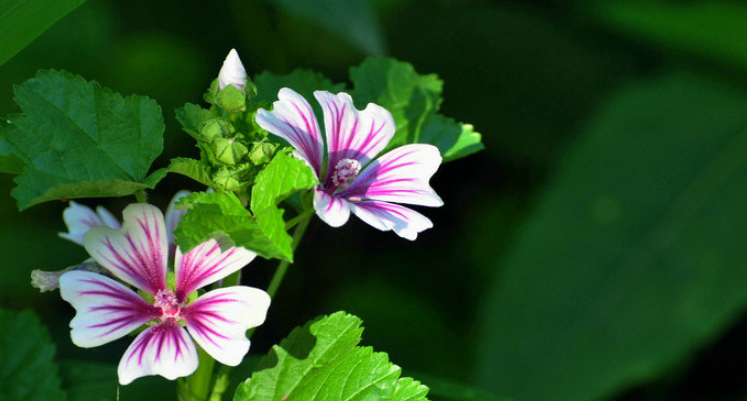 「诗词鉴赏」古诗里的葵花，永远保持向上的姿态，就像坚强的你(图21)
