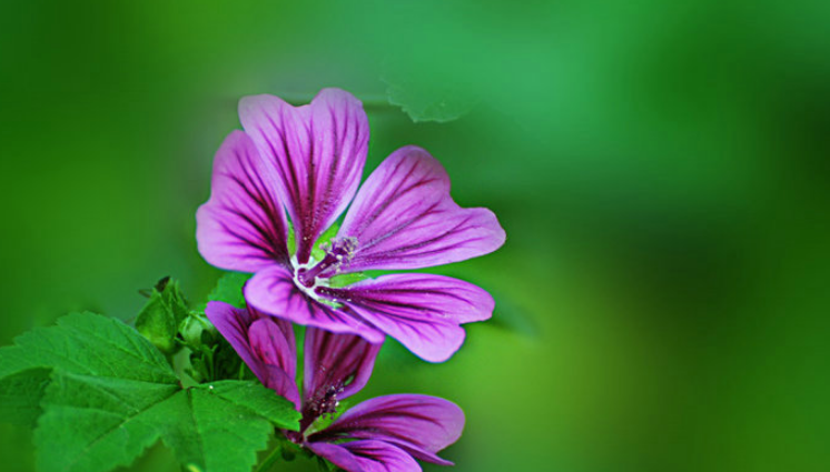 「诗词鉴赏」古诗里的葵花，永远保持向上的姿态，就像坚强的你(图23)