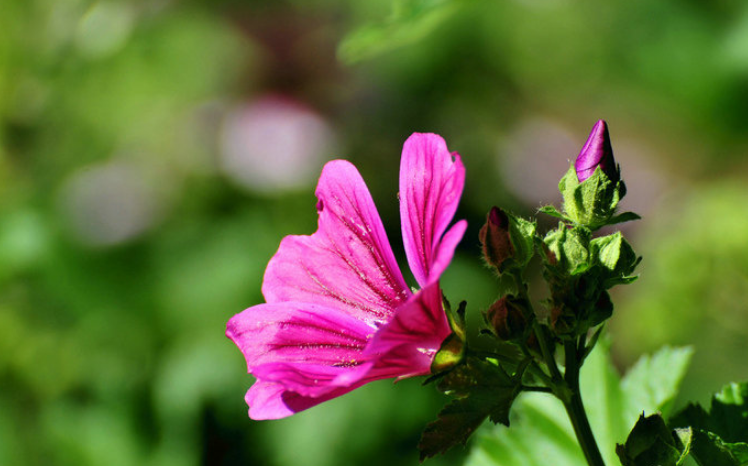 「诗词鉴赏」古诗里的葵花，永远保持向上的姿态，就像坚强的你(图25)
