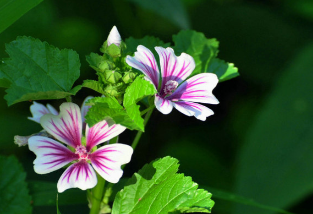 「诗词鉴赏」古诗里的葵花，永远保持向上的姿态，就像坚强的你(图27)