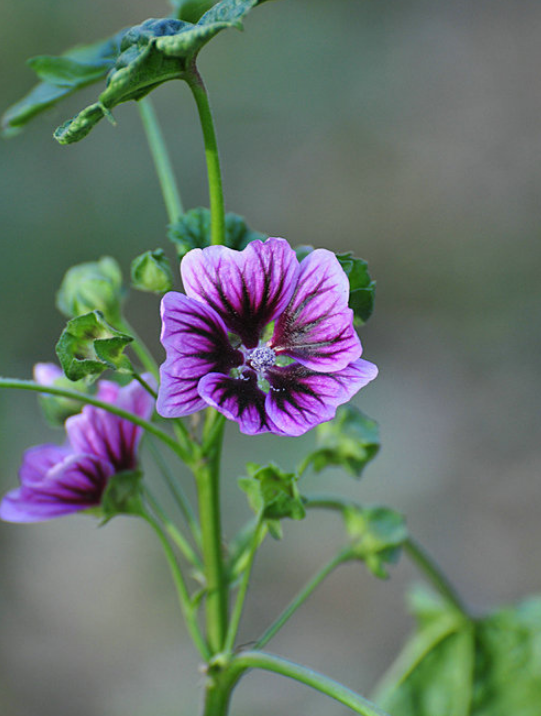 「诗词鉴赏」古诗里的葵花，永远保持向上的姿态，就像坚强的你(图29)