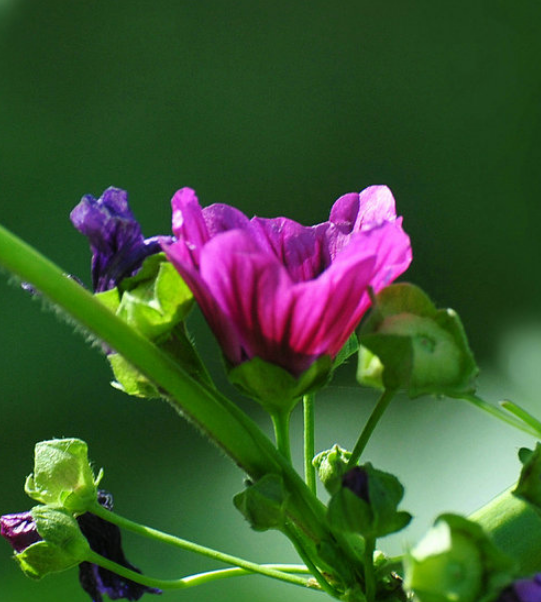 「诗词鉴赏」古诗里的葵花，永远保持向上的姿态，就像坚强的你(图31)