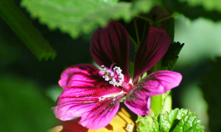 「诗词鉴赏」古诗里的葵花，永远保持向上的姿态，就像坚强的你(图33)