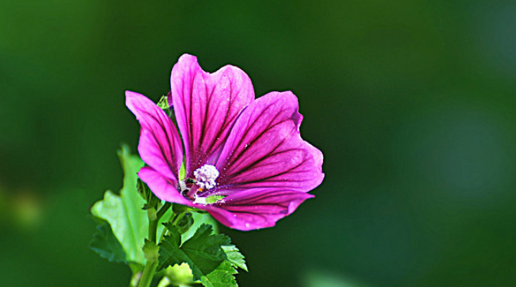 「诗词鉴赏」古诗里的葵花，永远保持向上的姿态，就像坚强的你(图35)