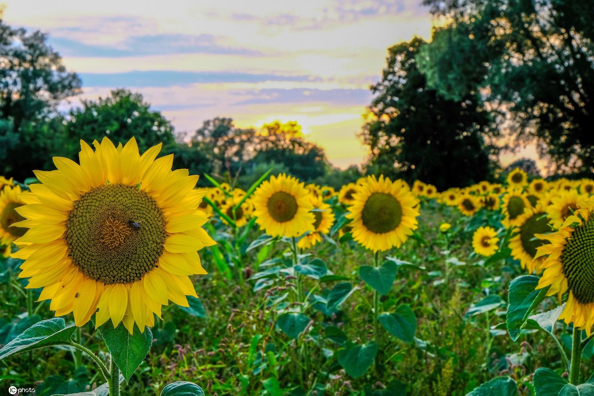 向日葵：心向阳 满希望(图1)