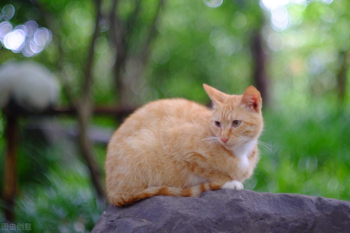 写作积累：描写动物的优美段落，家长收藏啦(图2)