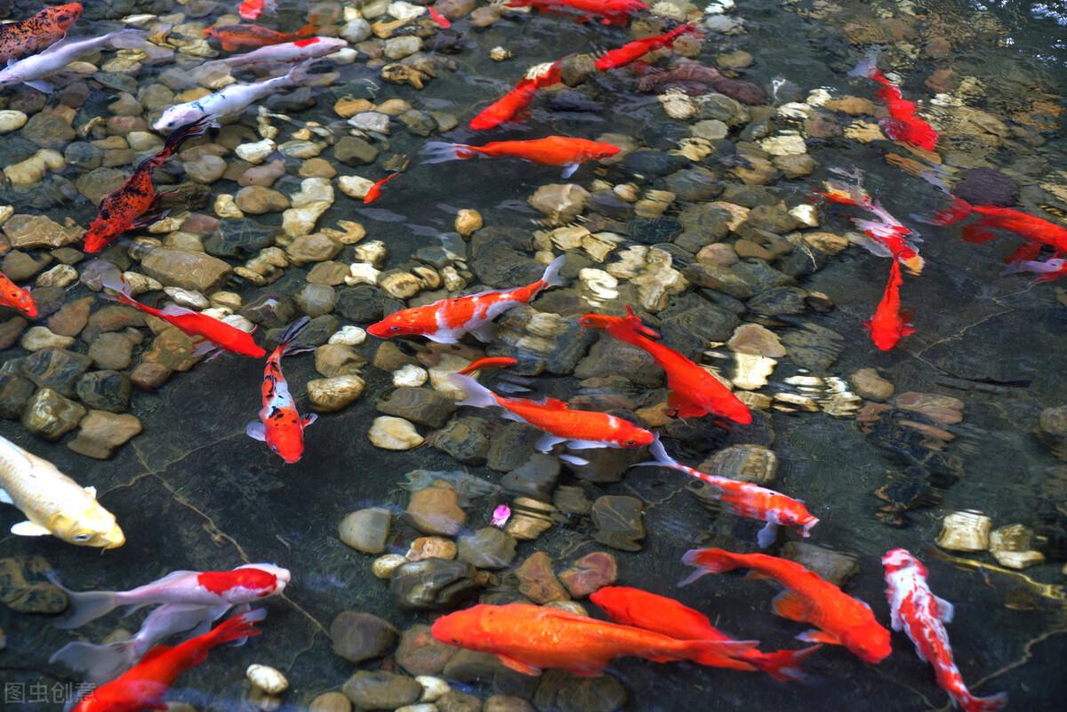 写作积累：描写动物的优美段落，家长收藏啦(图3)