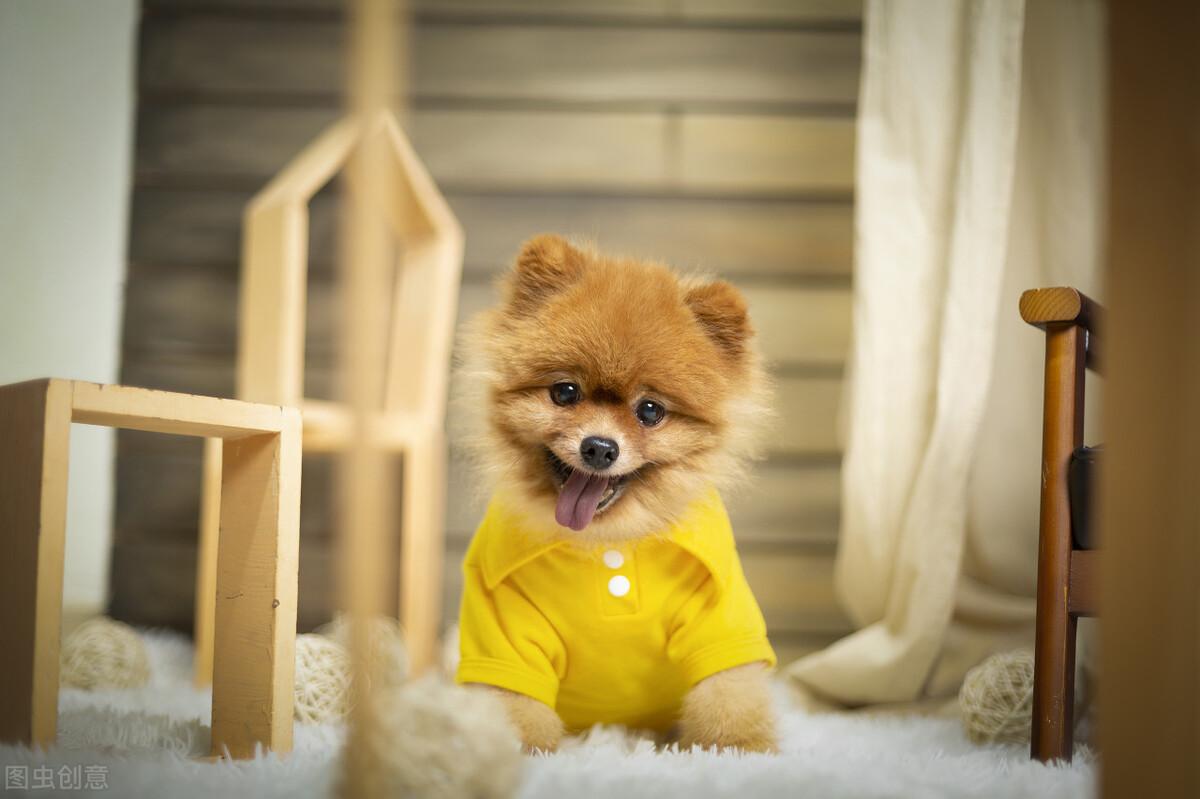 写作积累：描写动物的优美段落，家长收藏啦(图6)