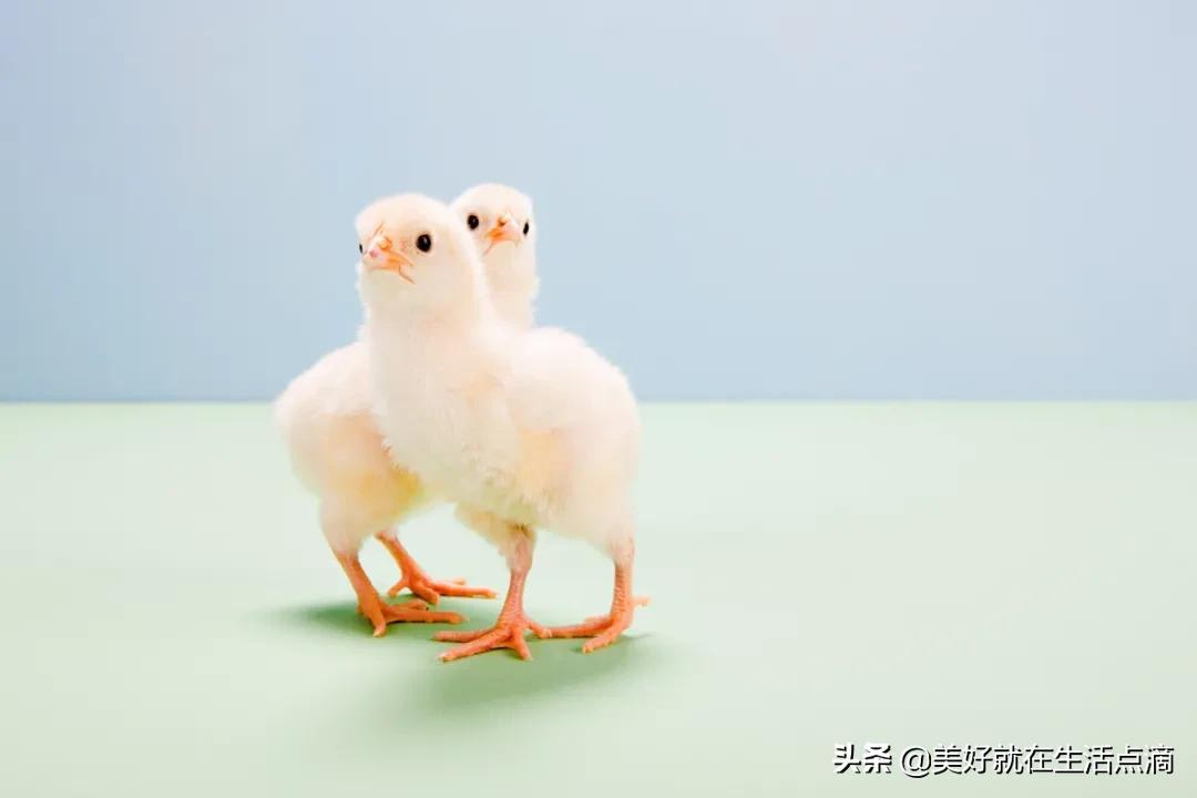 动物外貌描写(图2)