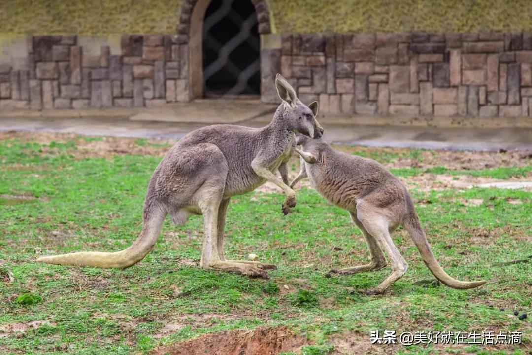 动物外貌描写(图4)