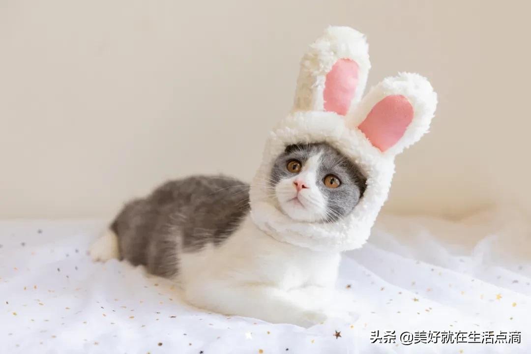 动物外貌描写(图5)