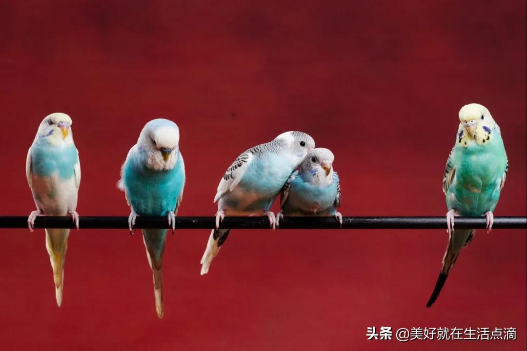 动物外貌描写(图6)