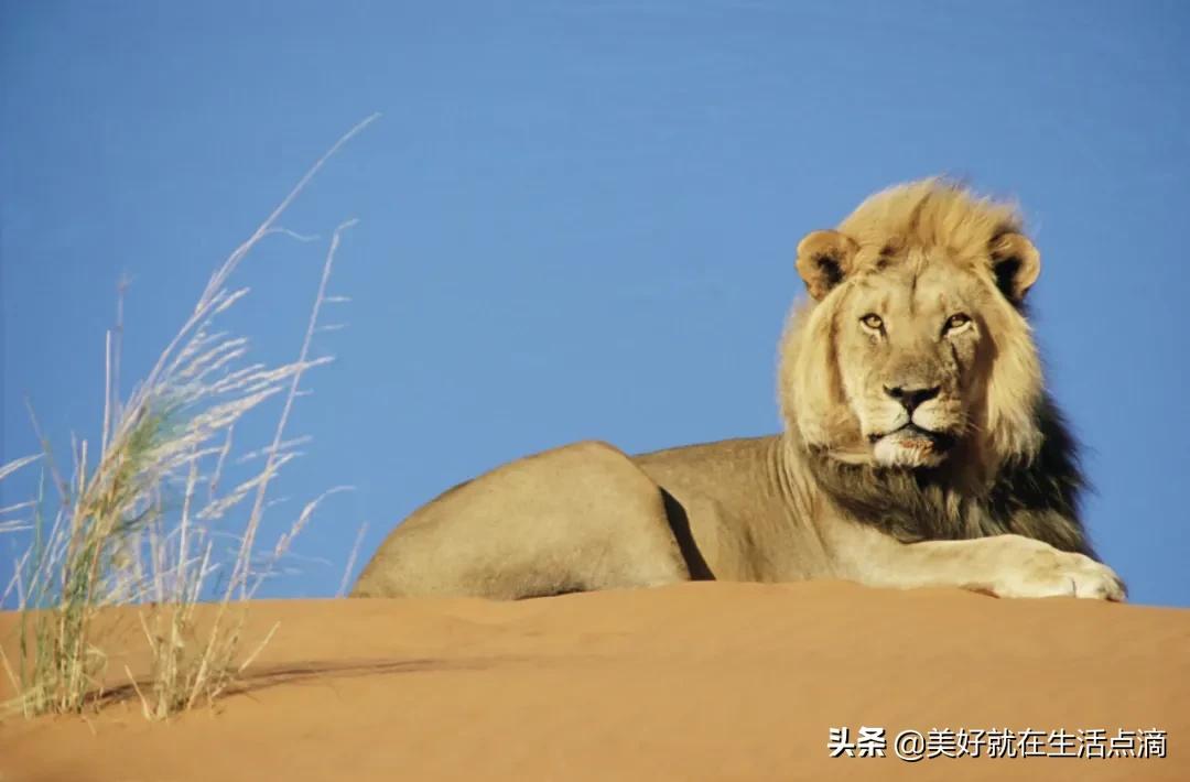 动物外貌描写(图7)