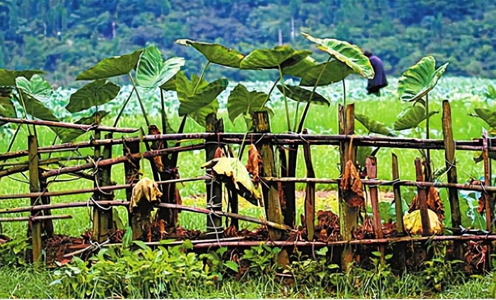 (篱落疏疏)(图1)