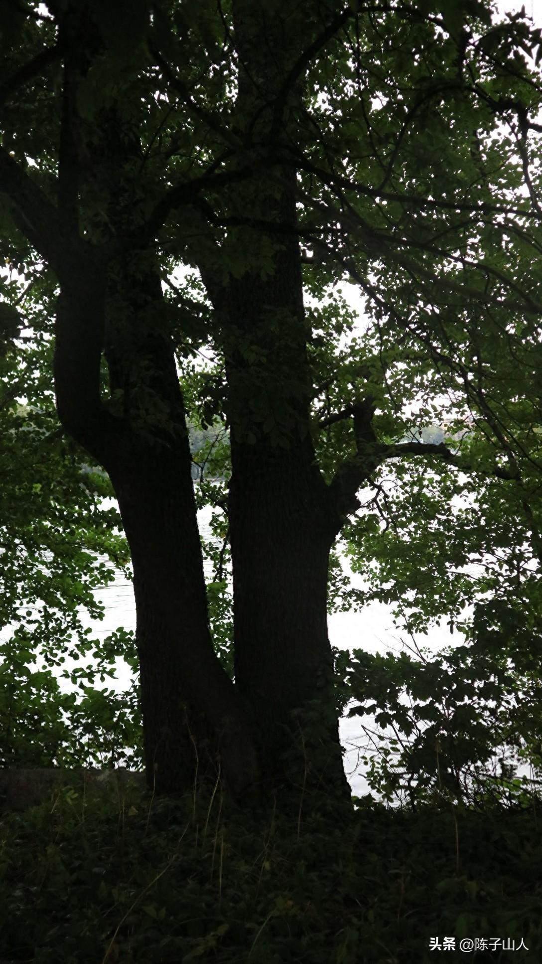 【经典名言荟萃】231 做人如兰，淡泊自然(图1)