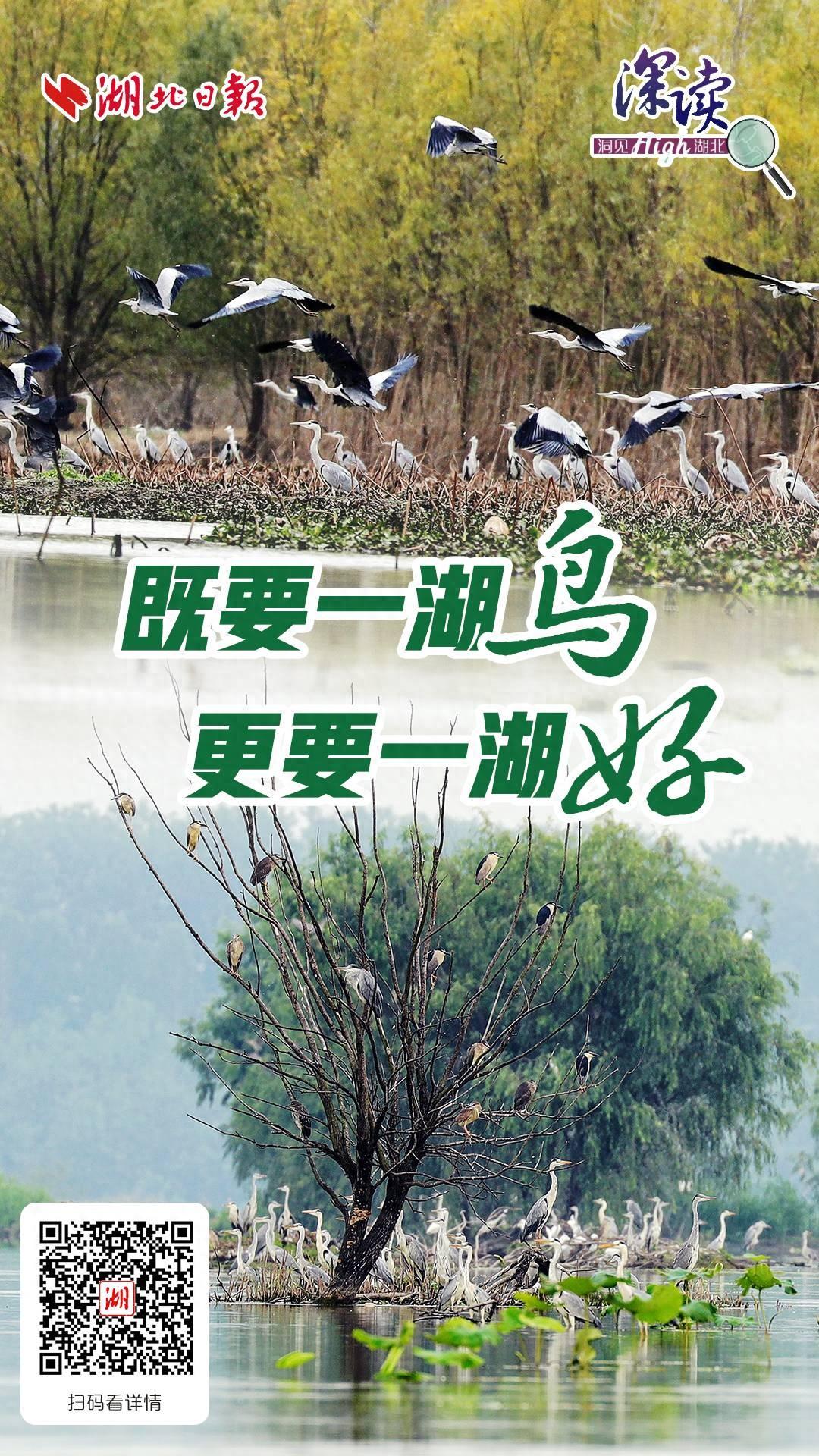 今日好稿丨既要一湖鸟，更要一湖好(图1)