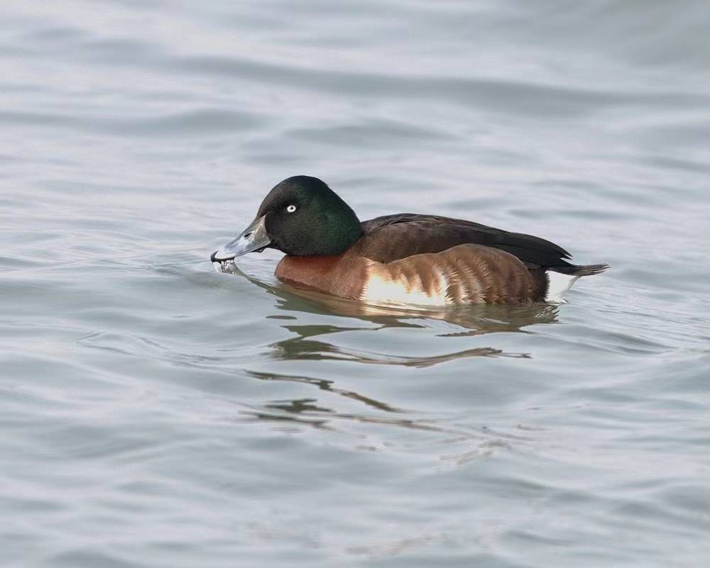 今日好稿丨既要一湖鸟，更要一湖好(图3)