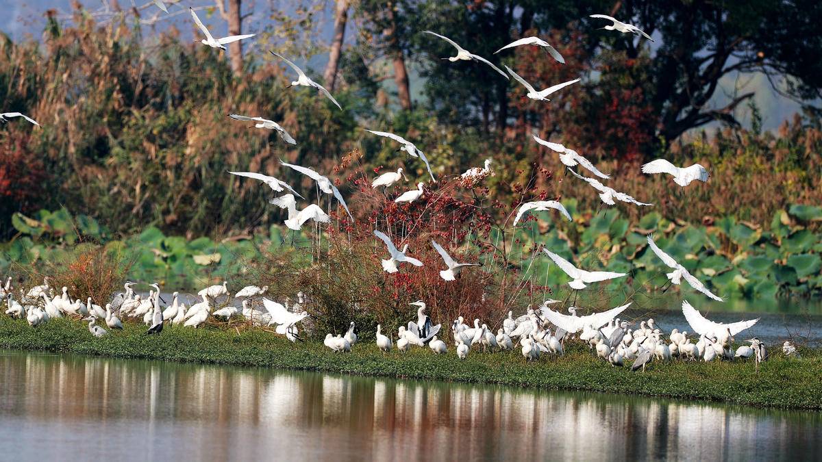 今日好稿丨既要一湖鸟，更要一湖好(图6)