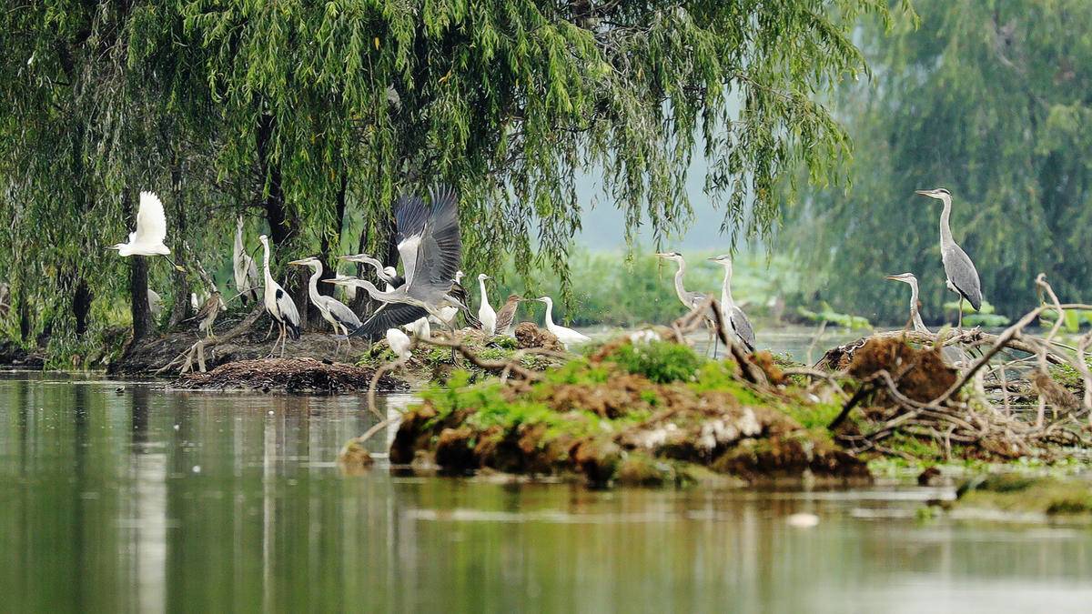 今日好稿丨既要一湖鸟，更要一湖好(图7)