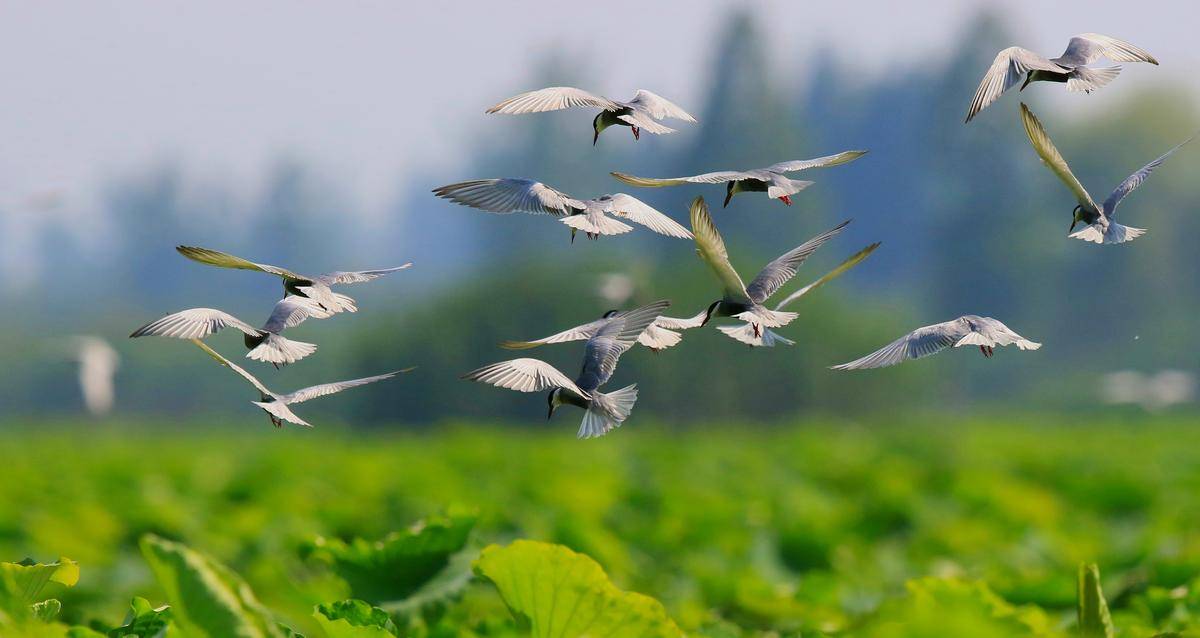 今日好稿丨既要一湖鸟，更要一湖好(图8)