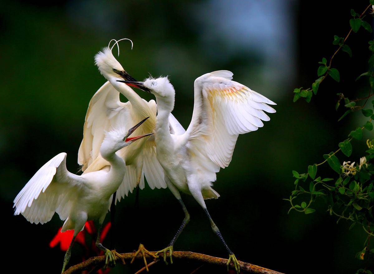 今日好稿丨既要一湖鸟，更要一湖好(图9)