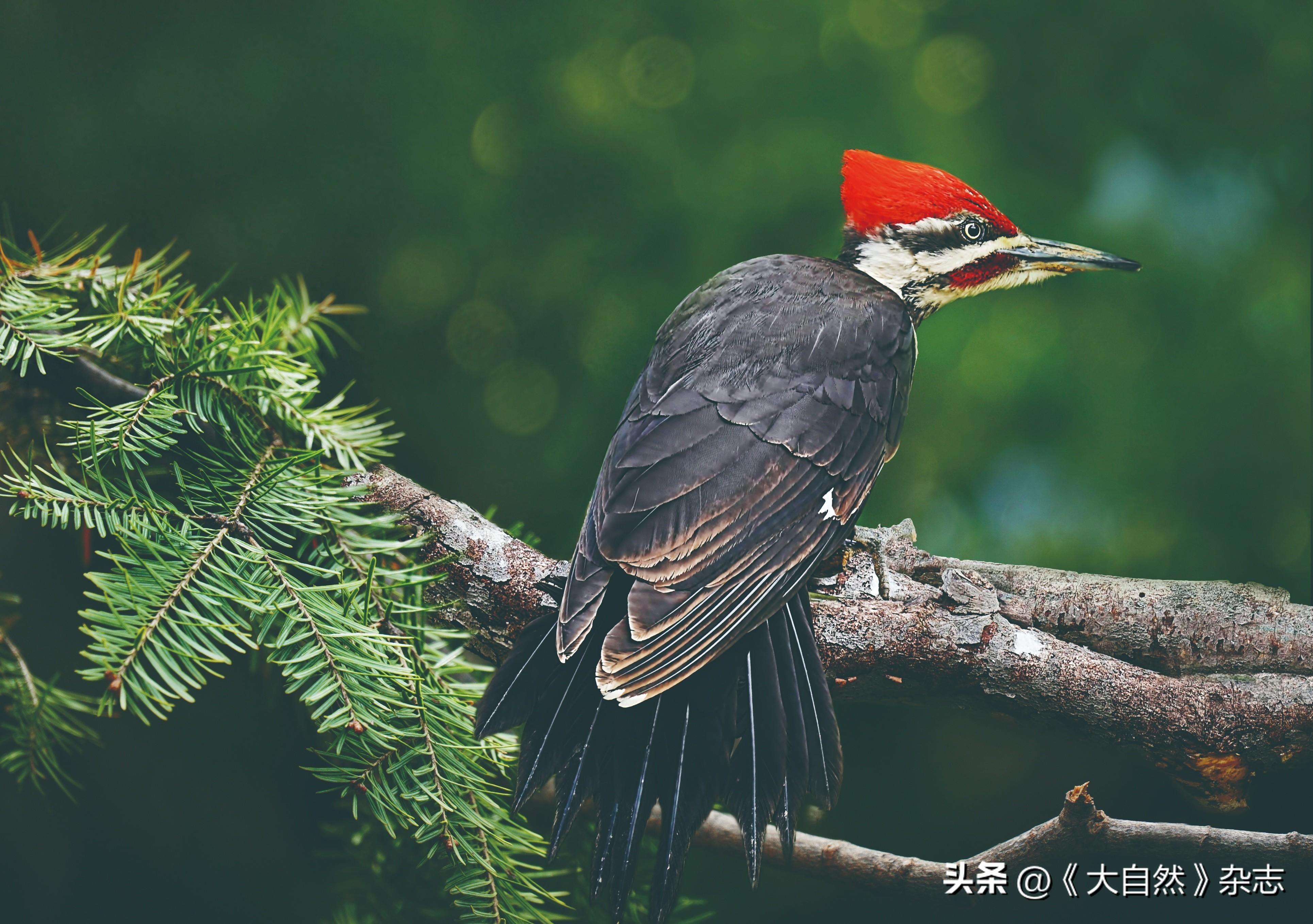 嘤嘤成韵，鸟类的“甜言蜜语”(图1)