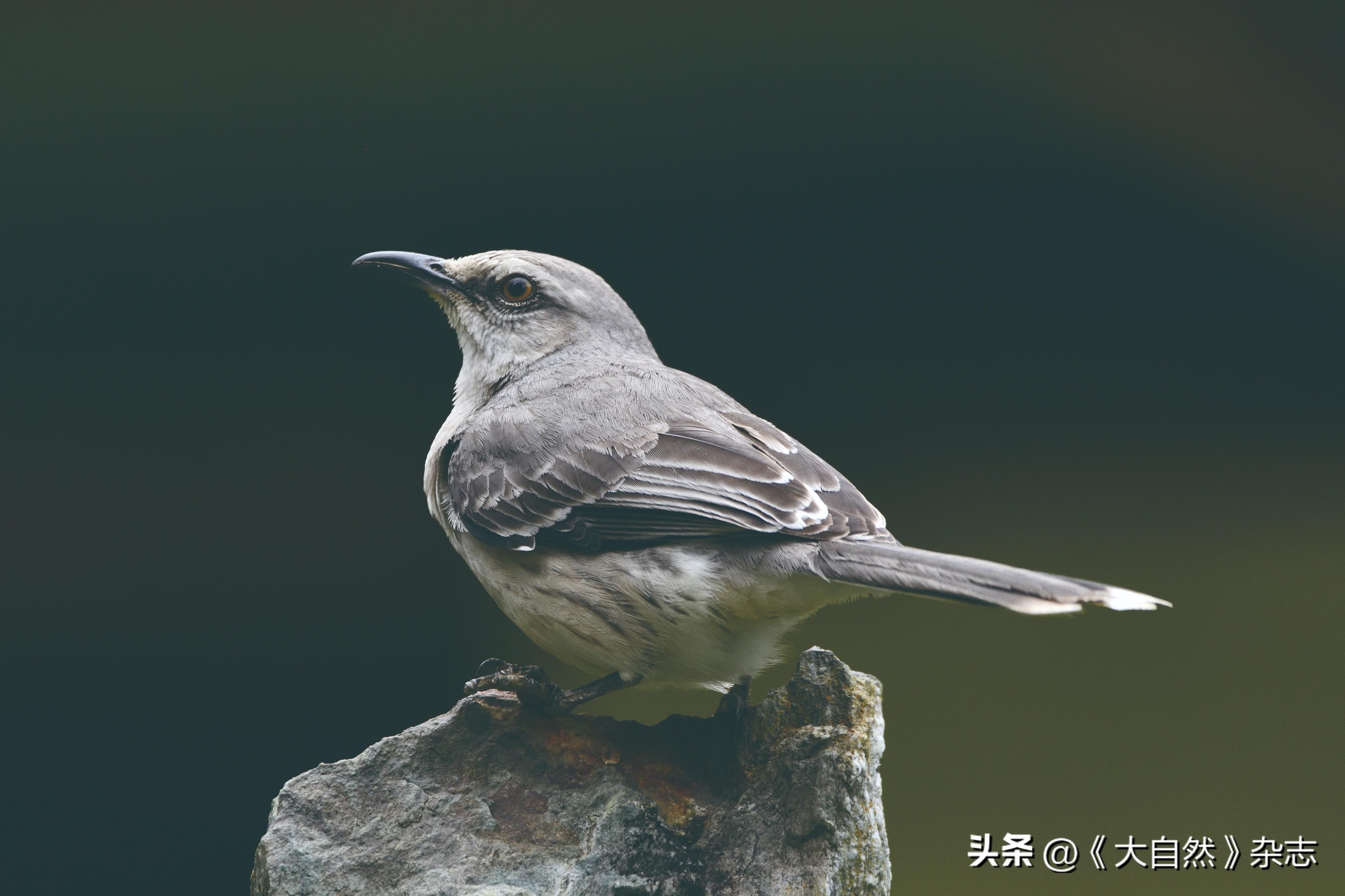 嘤嘤成韵，鸟类的“甜言蜜语”(图2)