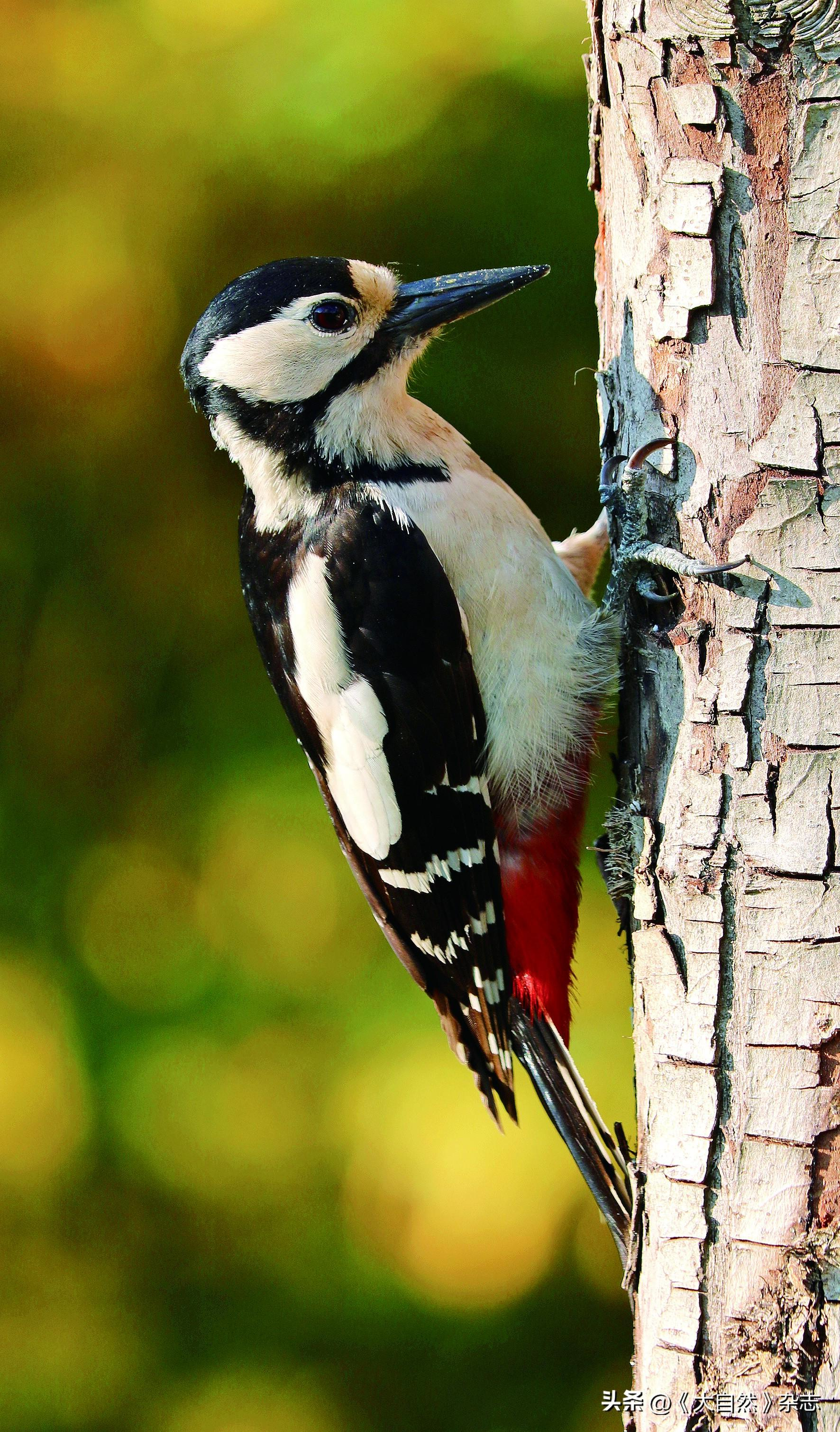 嘤嘤成韵，鸟类的“甜言蜜语”(图4)