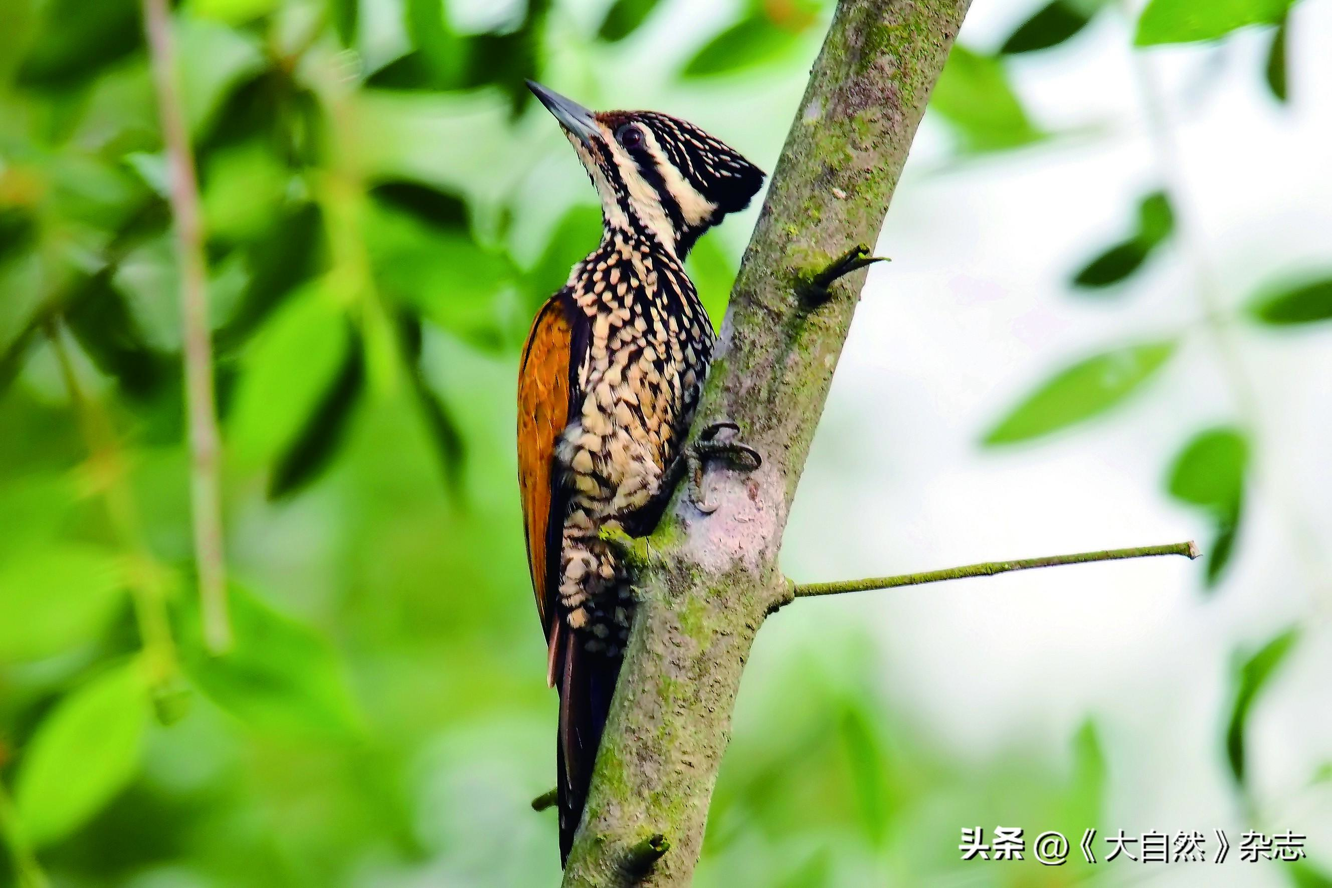 嘤嘤成韵，鸟类的“甜言蜜语”(图5)