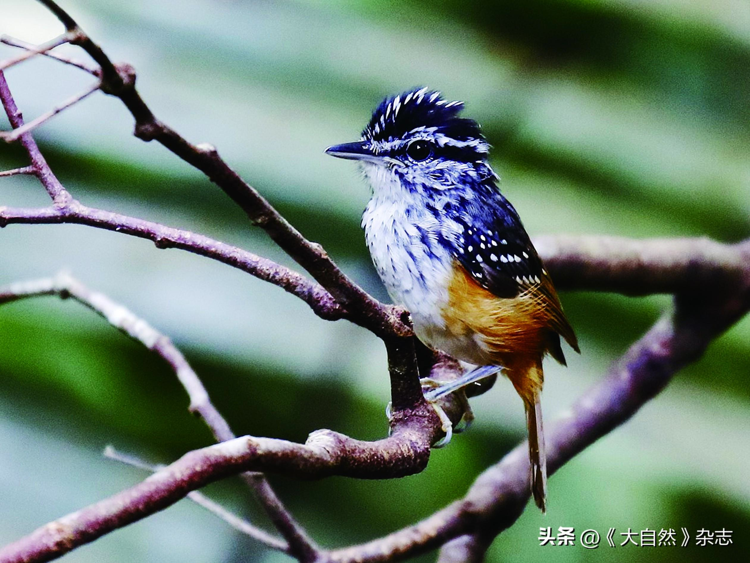 嘤嘤成韵，鸟类的“甜言蜜语”(图6)