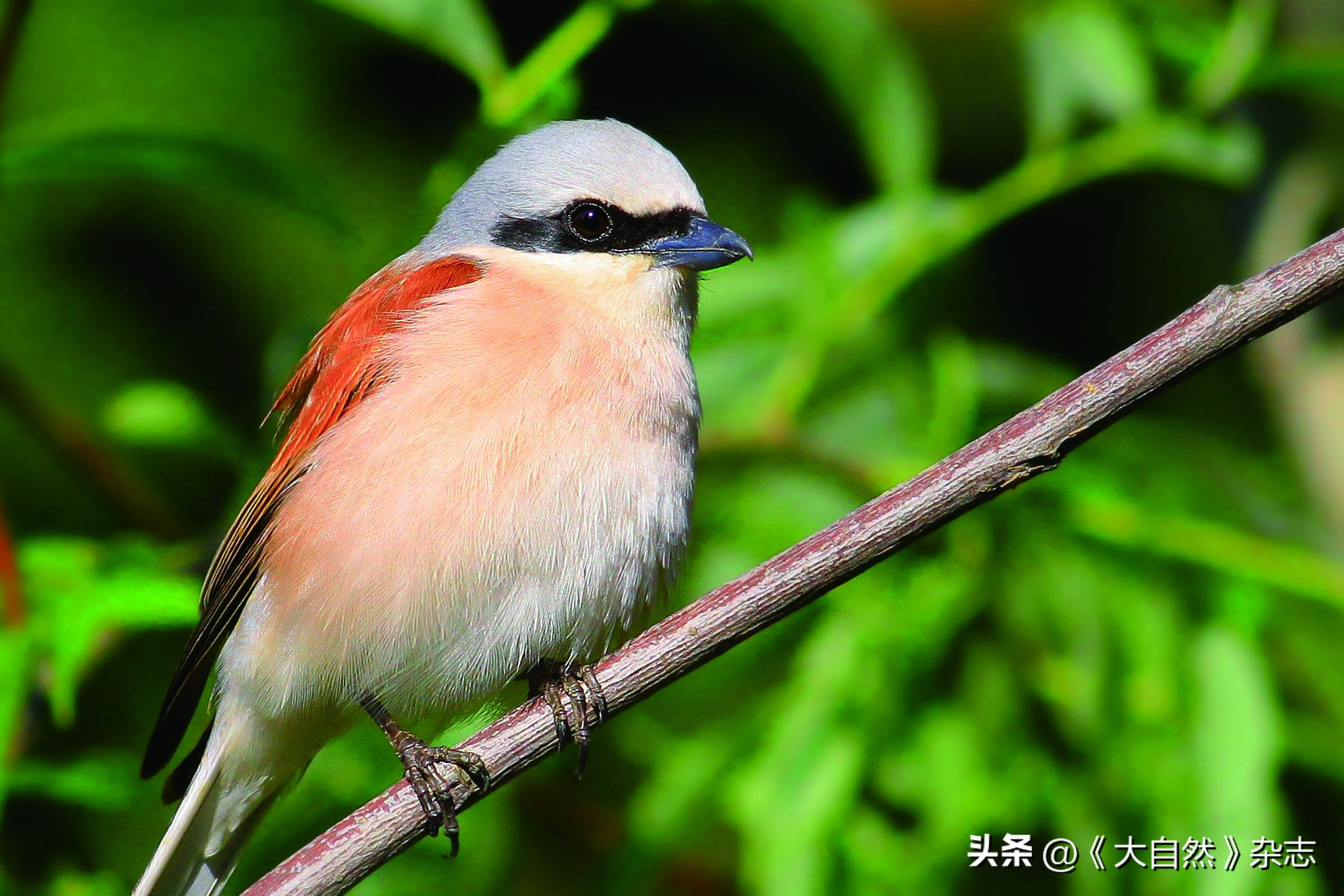 嘤嘤成韵，鸟类的“甜言蜜语”(图7)