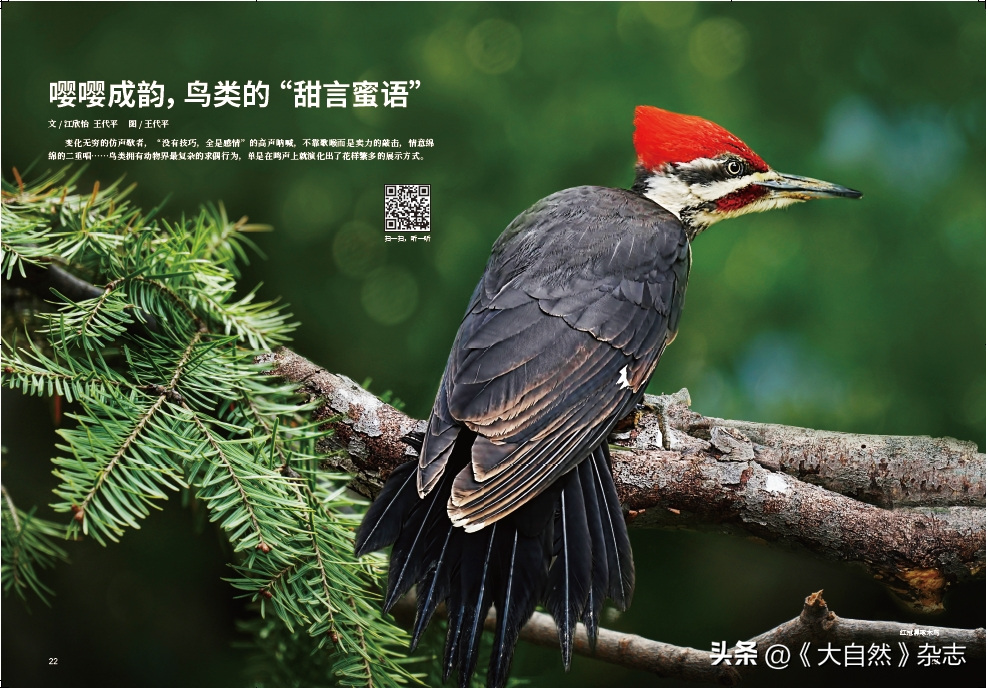 嘤嘤成韵，鸟类的“甜言蜜语”(图10)