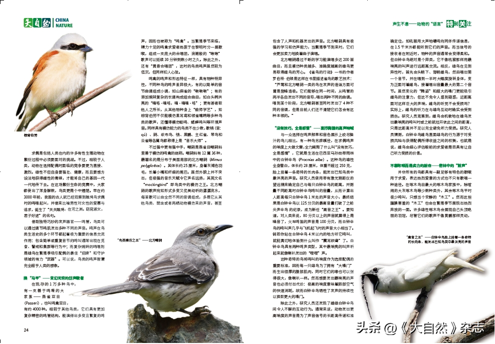 嘤嘤成韵，鸟类的“甜言蜜语”(图11)