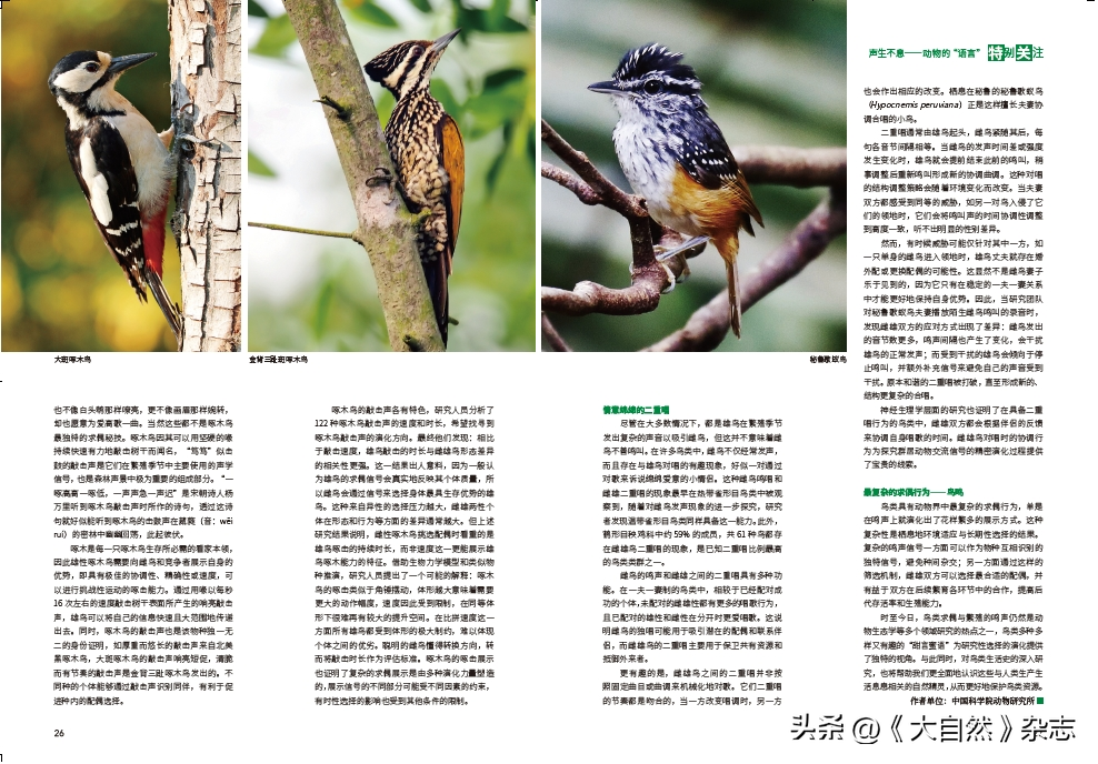 嘤嘤成韵，鸟类的“甜言蜜语”(图12)
