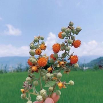 七月很舒服的心情说说，发朋友圈人人点赞！(图5)