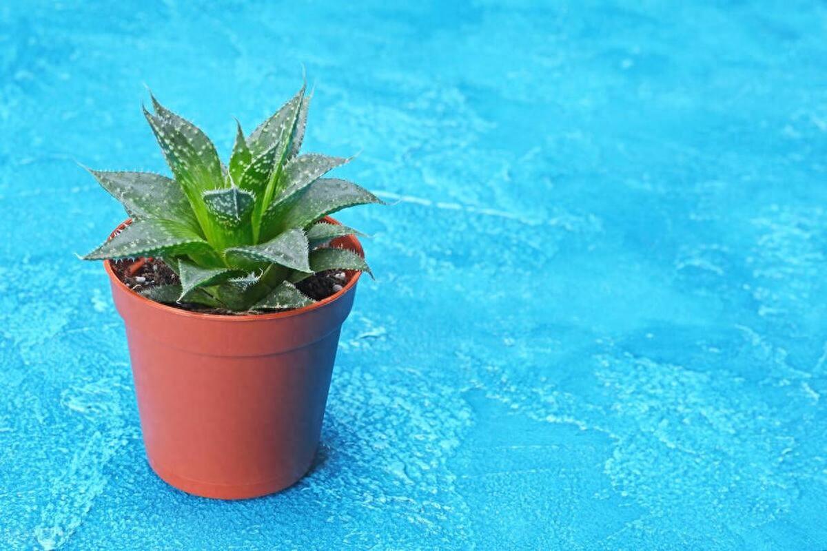 欢乐时刻！19句今日份开心文案，让你每天都充满期待(图1)