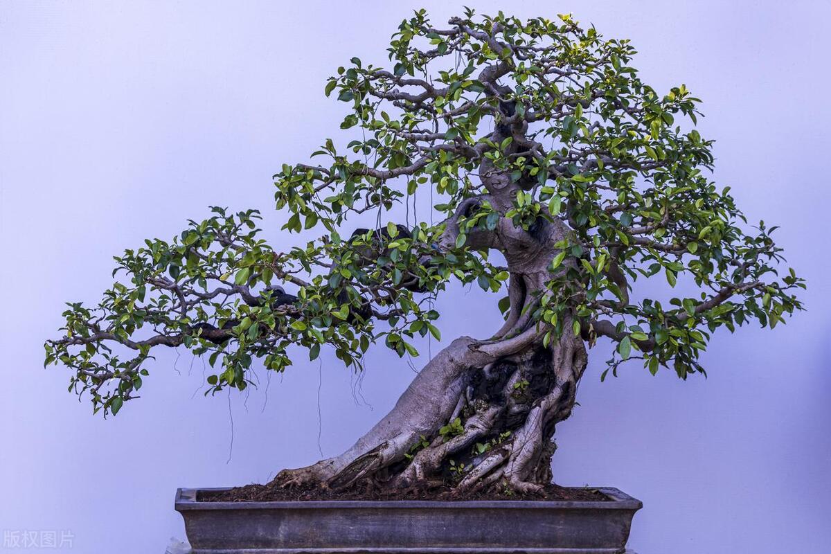 欢乐时刻！19句今日份开心文案，让你每天都充满期待(图3)