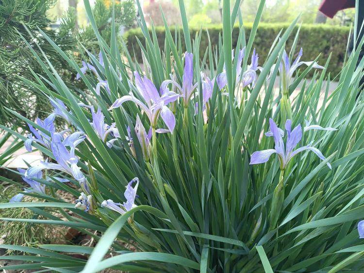 七律 美哉人间四月天（诗词十首）(图5)