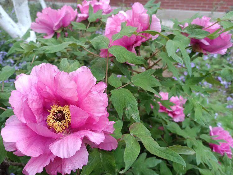 七律 美哉人间四月天（诗词十首）(图6)