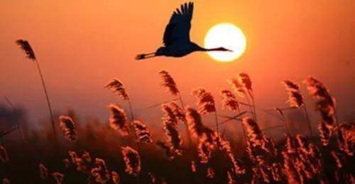 当代散文｜|心中的白天鹅(图1)